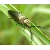 Ctenicera pectinicornis (Linnaeus, 1758) Zaciosek grzebykoczułki